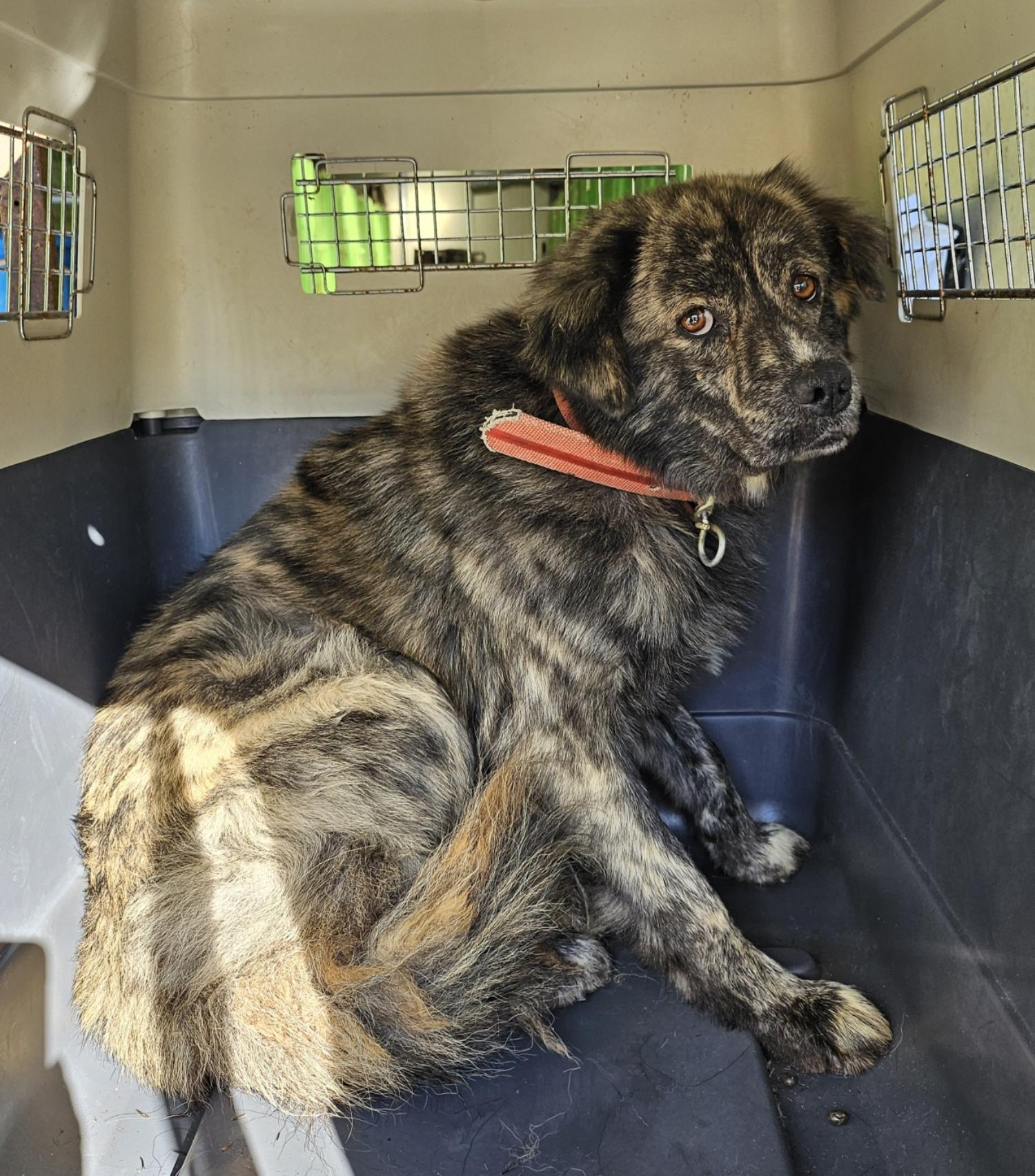 울산유기동물보호센터_431373202402115