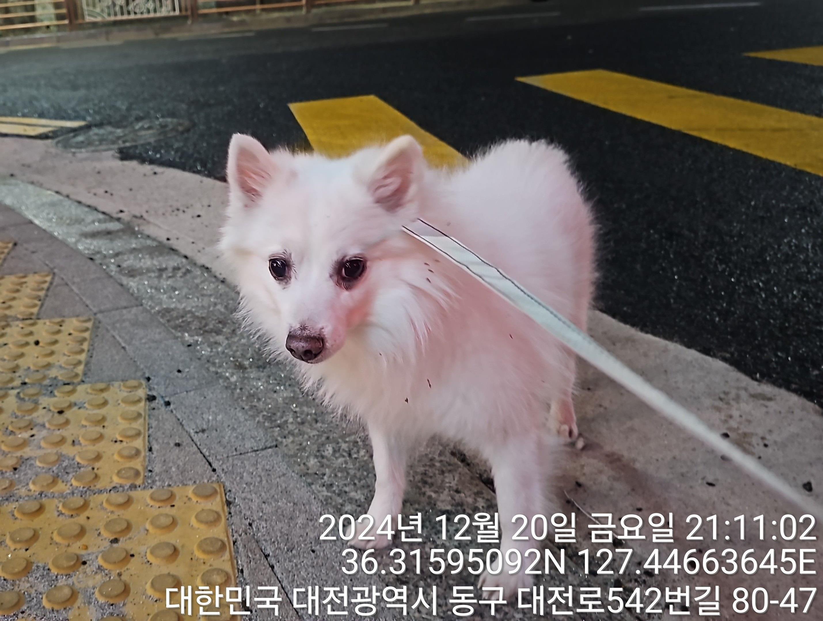 대전동물보호센터_430364202400817