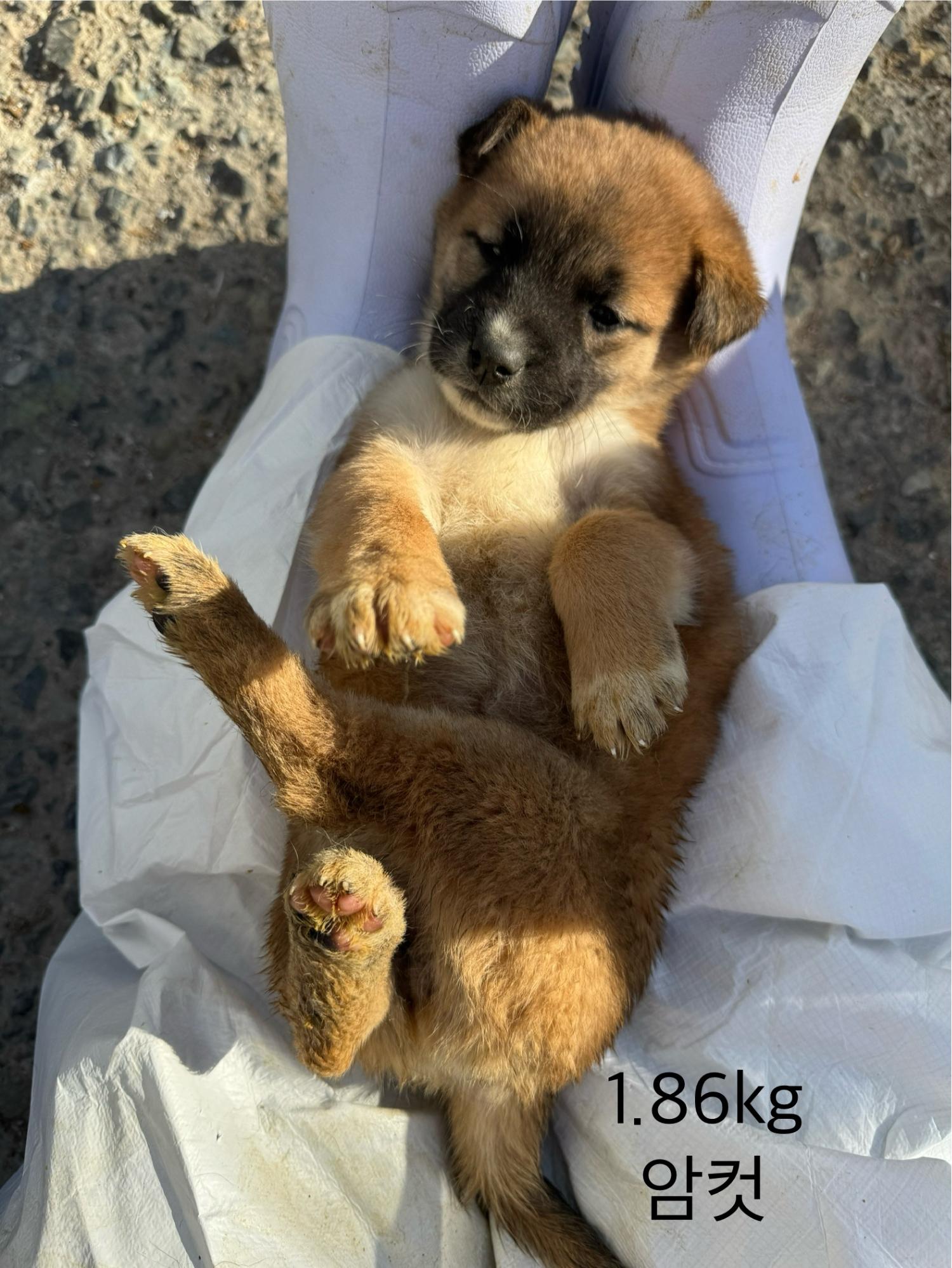 울산유기동물보호센터_431373202402116