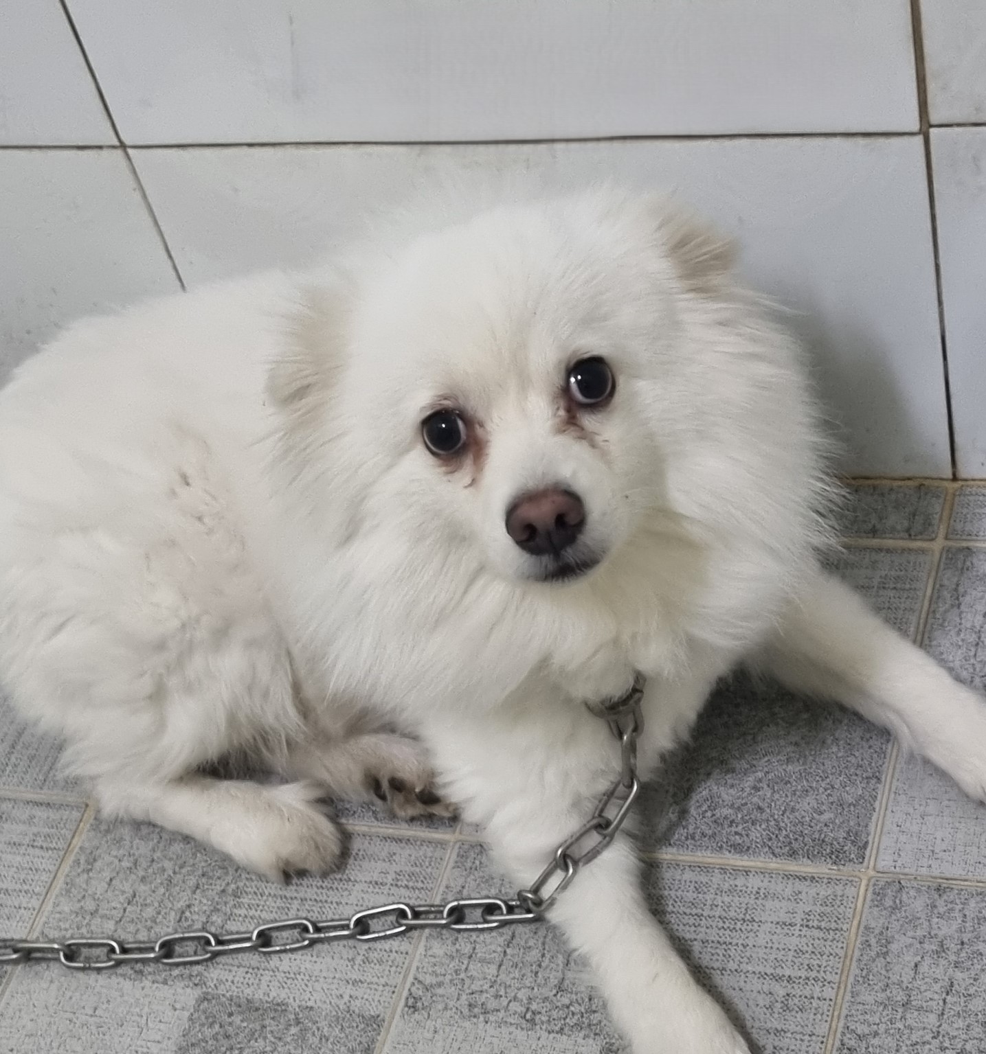 대구유기동물보호센터_427342202400958