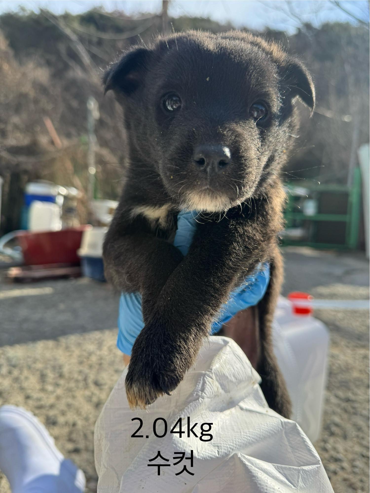 울산유기동물보호센터_431373202402118
