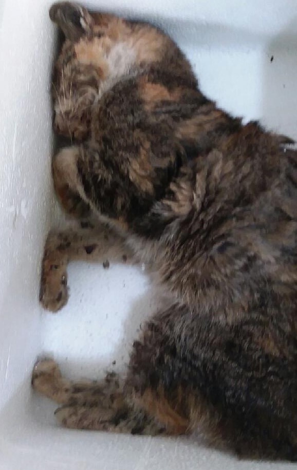 대구유기동물보호협회_427347202401001