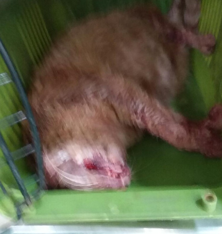 대구유기동물보호협회_427345202400876