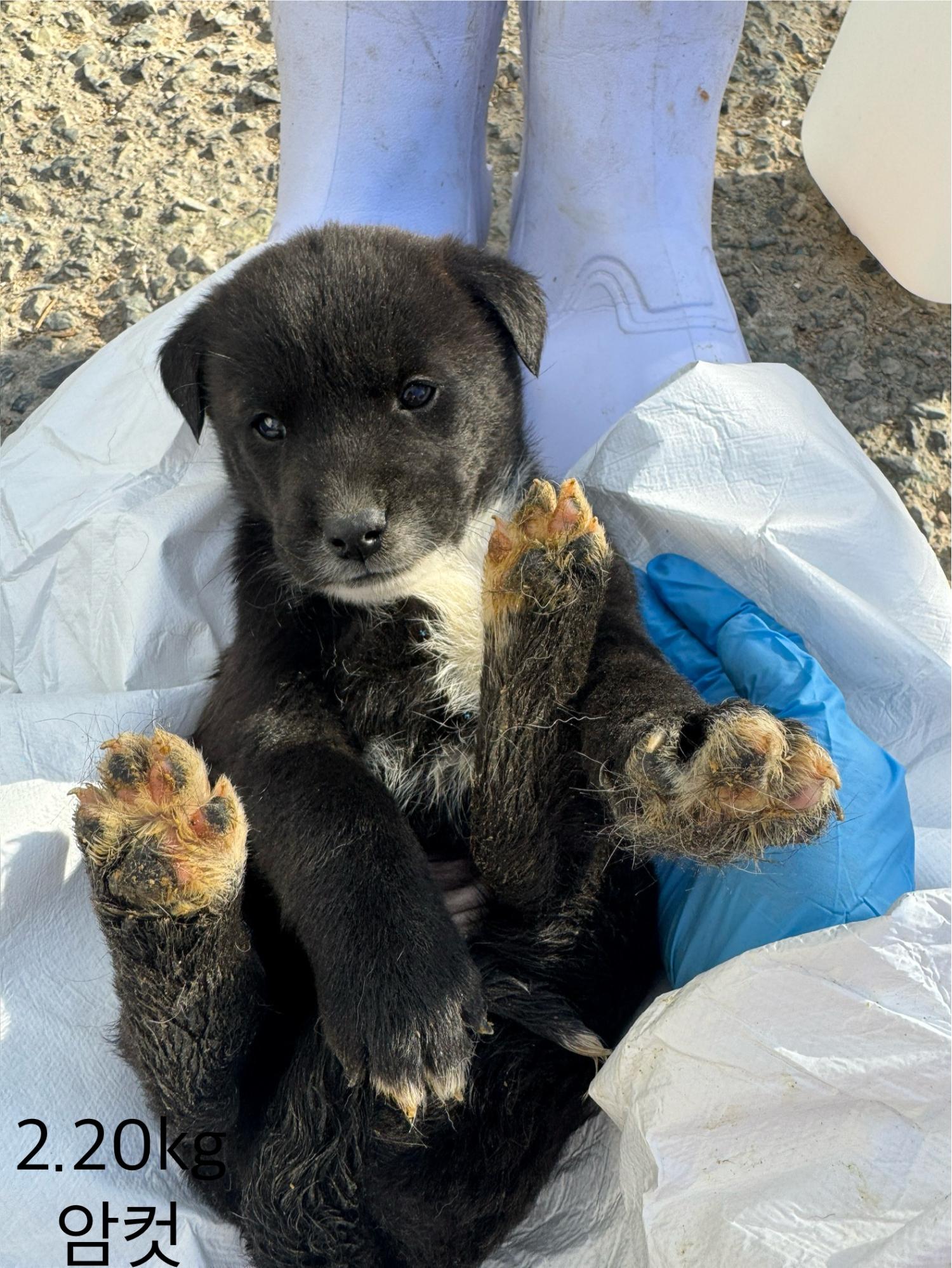 울산유기동물보호센터_431373202402119