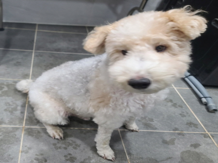 원주시동물보호센터_442419202401072