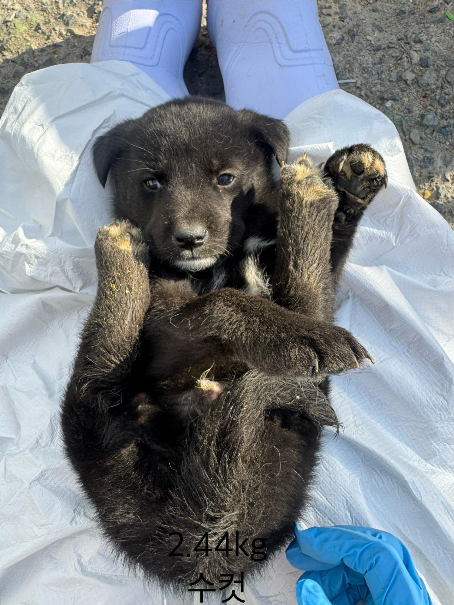 울산유기동물보호센터_431373202402120