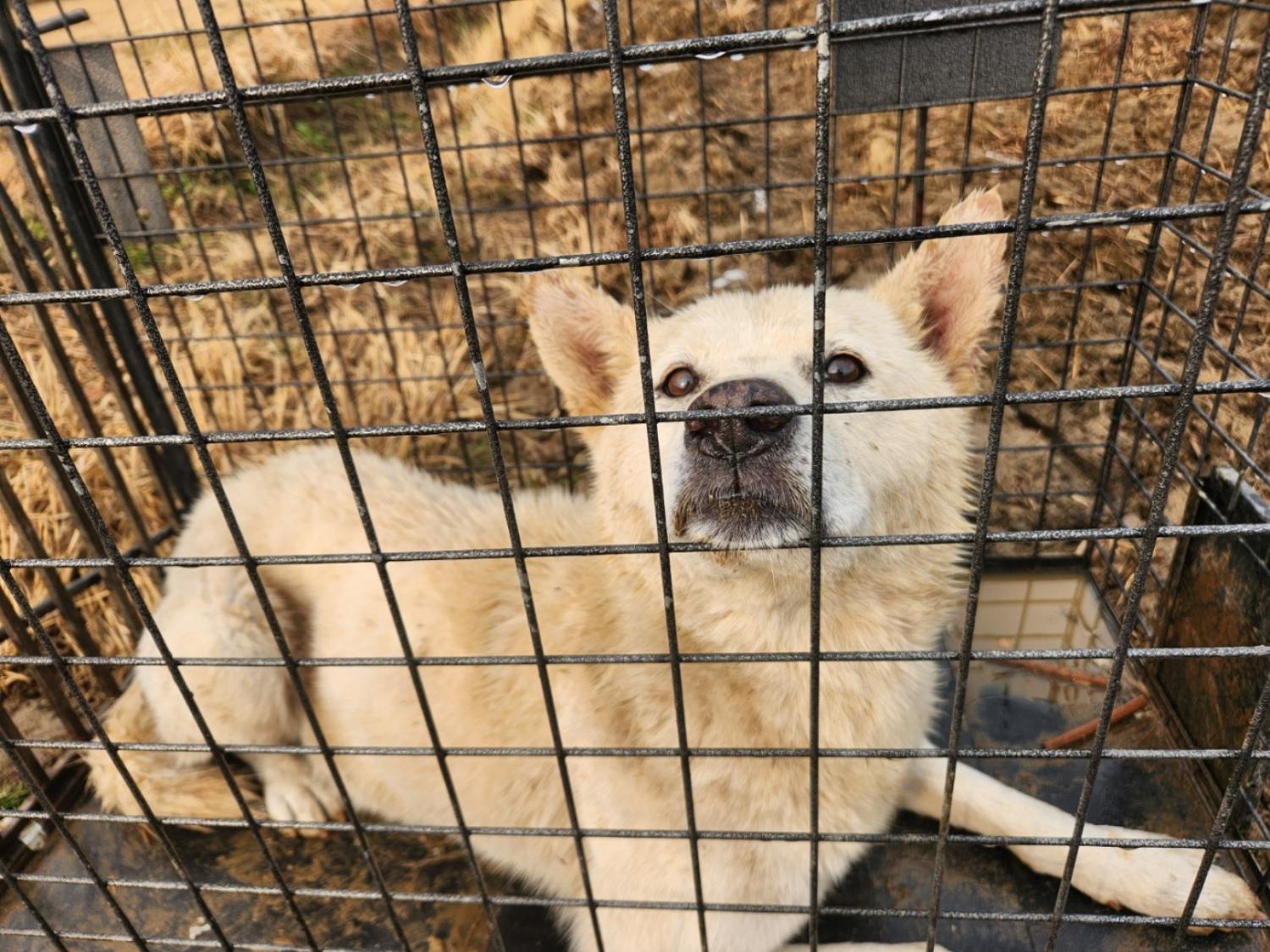 장성군동물보호센터_446498202400672