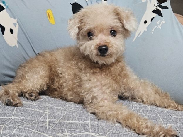 인천광역시수의사회_428353202401360