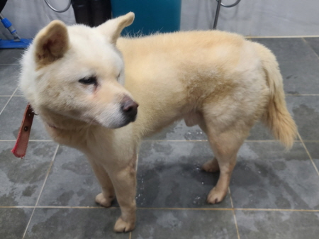 원주시동물보호센터_442419202401071