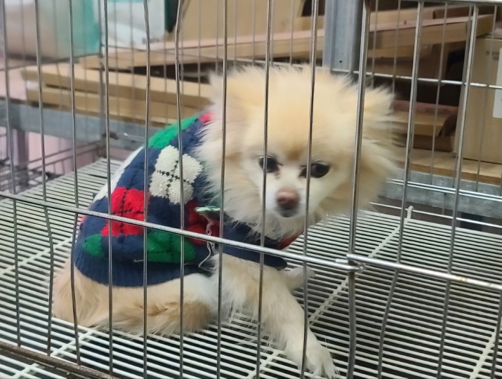 진해유기동물보호소_448532202400778