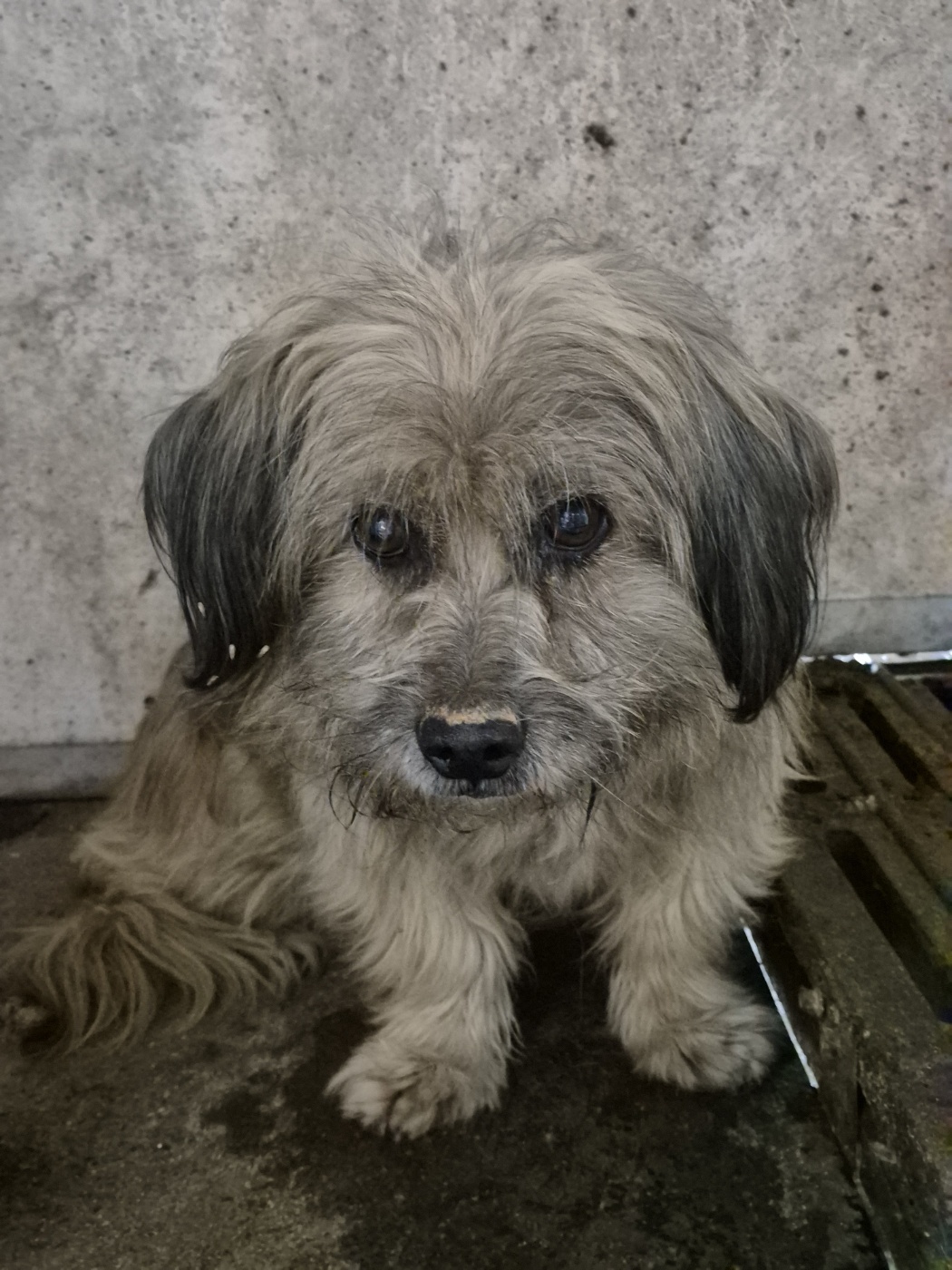 남양동물보호센터_441553202404219