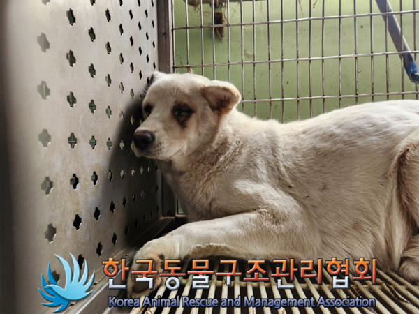 한국동물구조관리협회_441409202402031