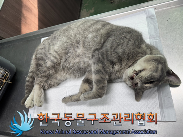 한국동물구조관리협회_411306202400872