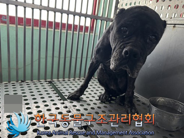 한국동물구조관리협회_441392202400331