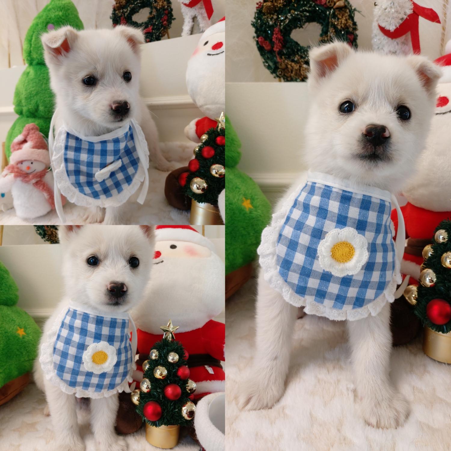 경주동물사랑보호센터_447505202401824