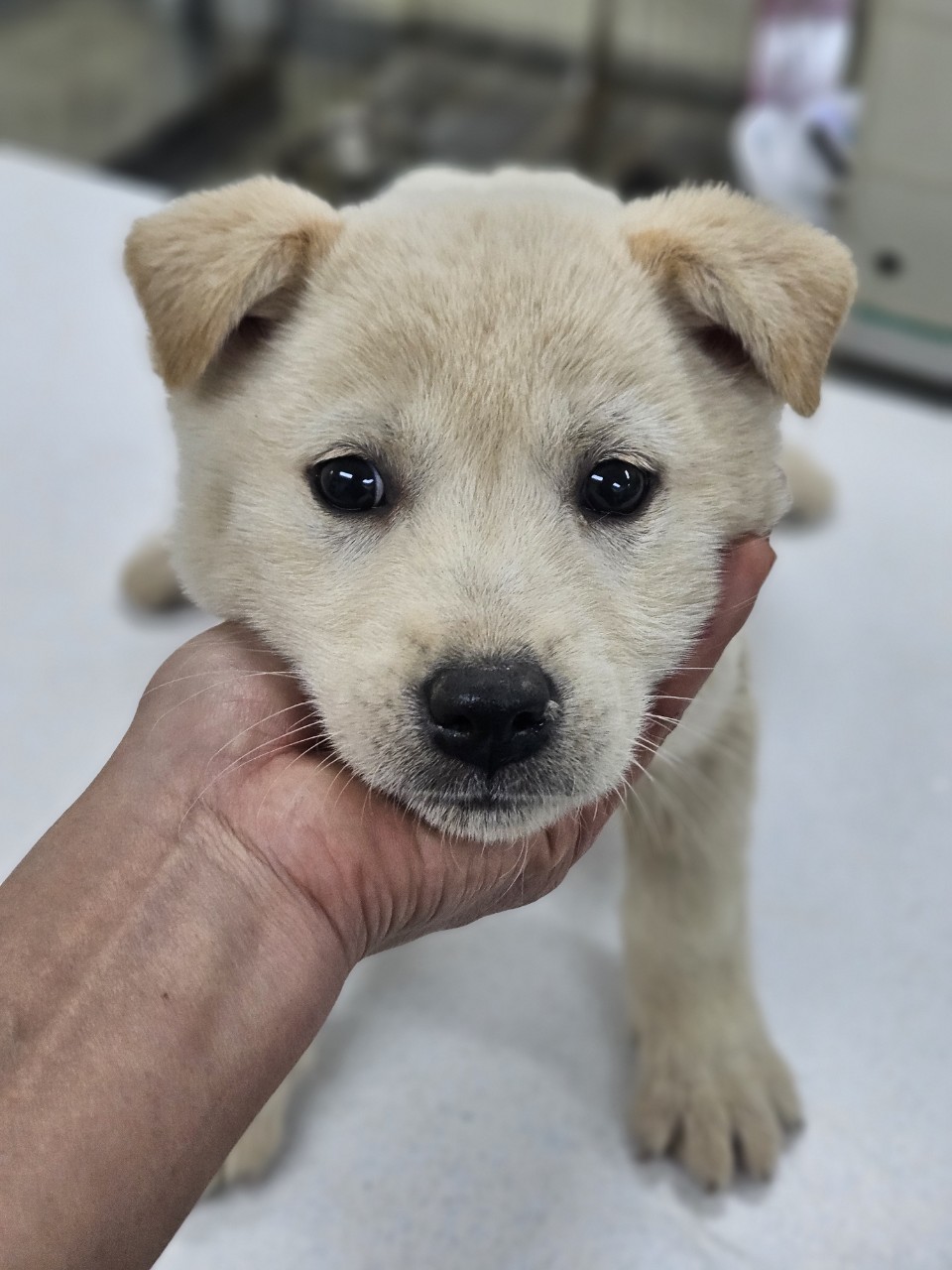 아산동물복지지원센터_444452202402484