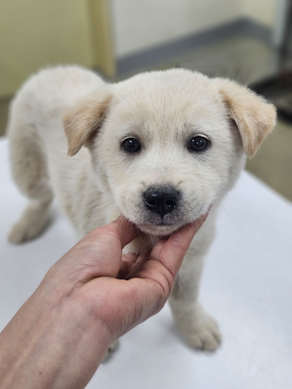 아산동물복지지원센터_444452202402481