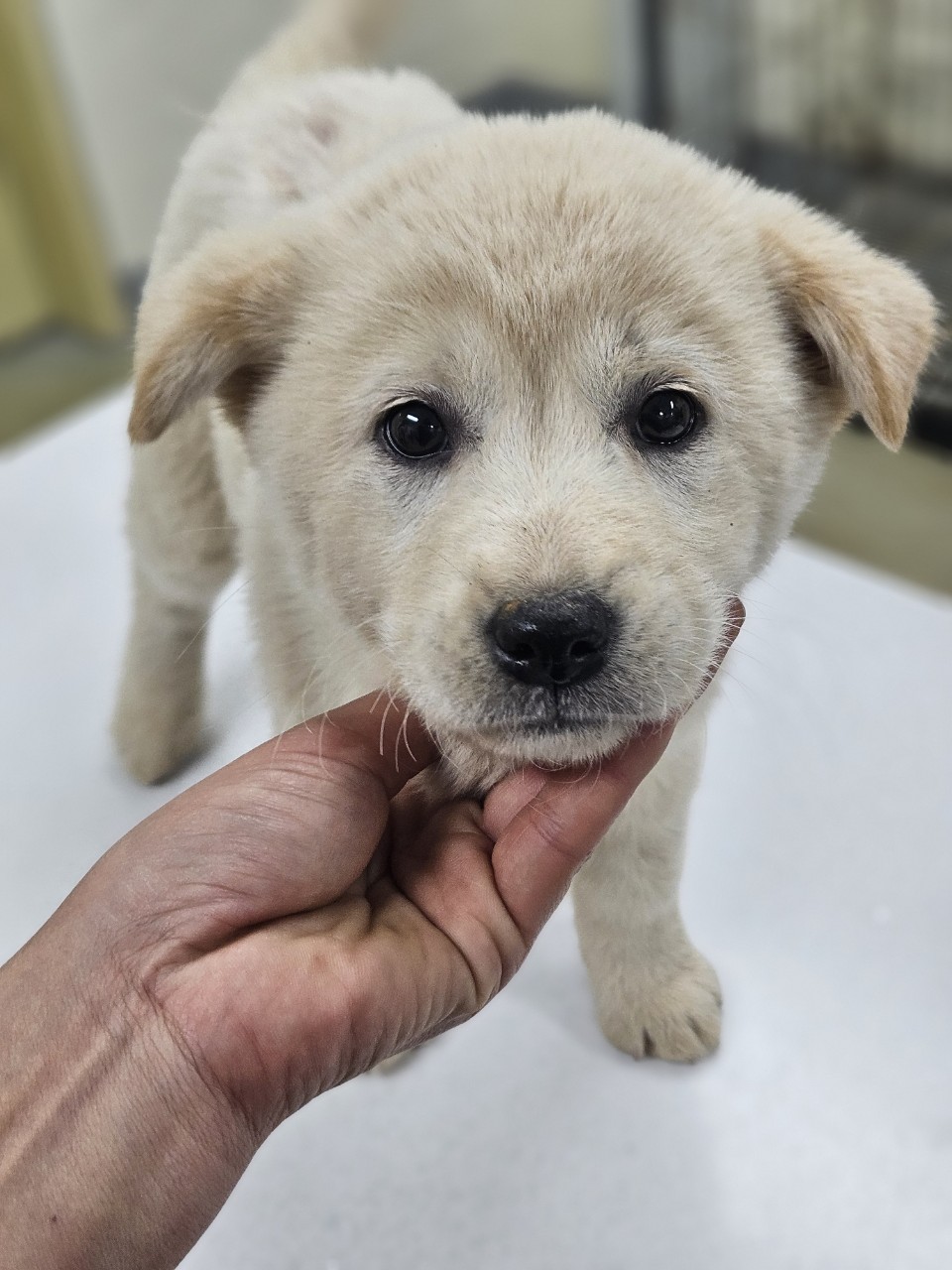 아산동물복지지원센터_444452202402483