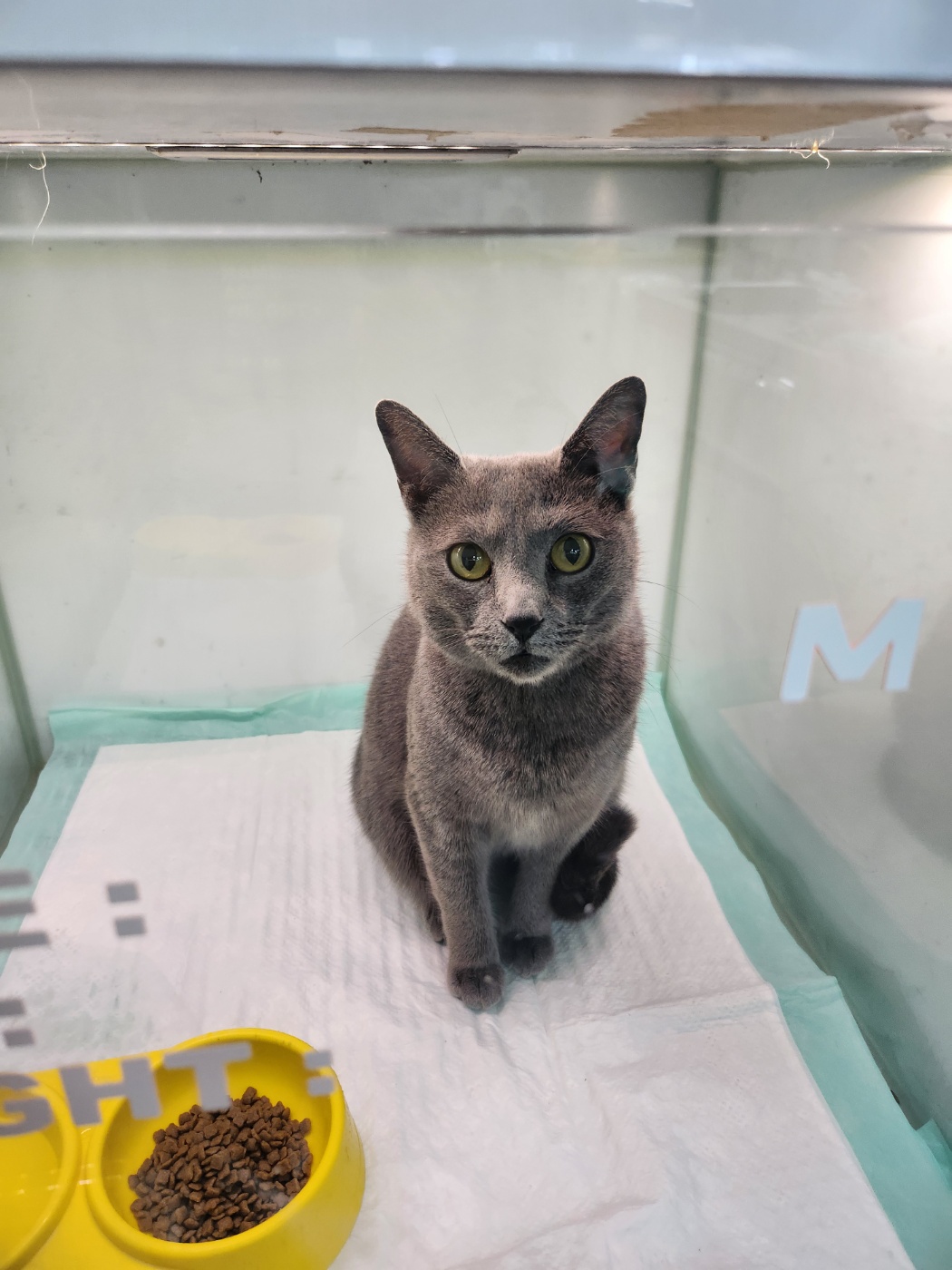 24시아이동물메디컬_441386202401898