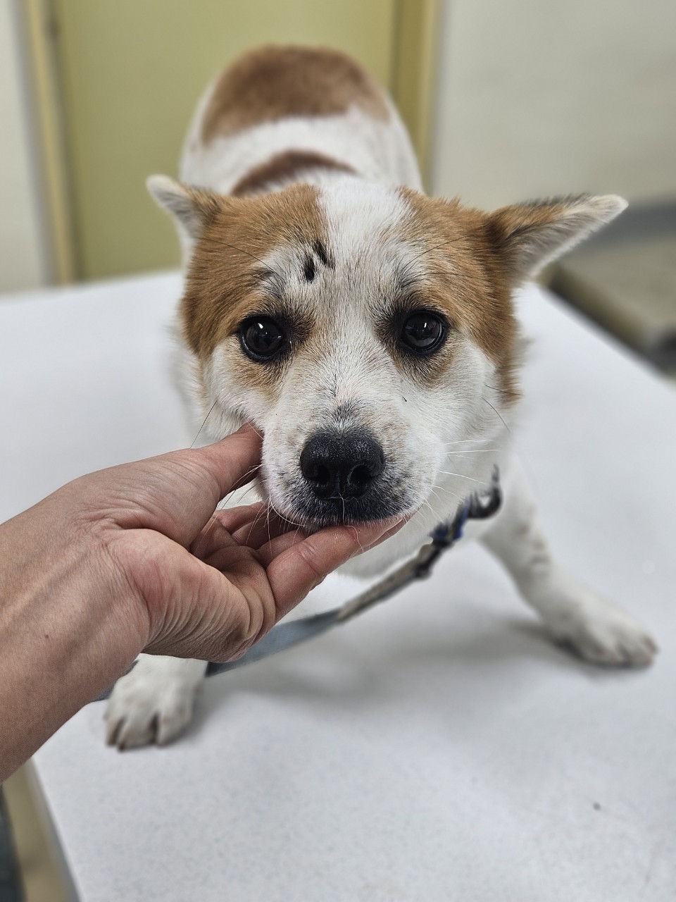 보호중 믹스견의 가…