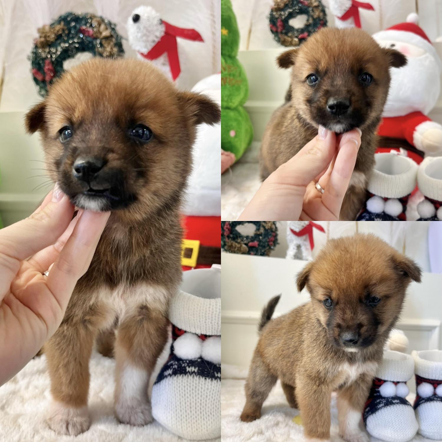 경주동물사랑보호센터_447505202401829