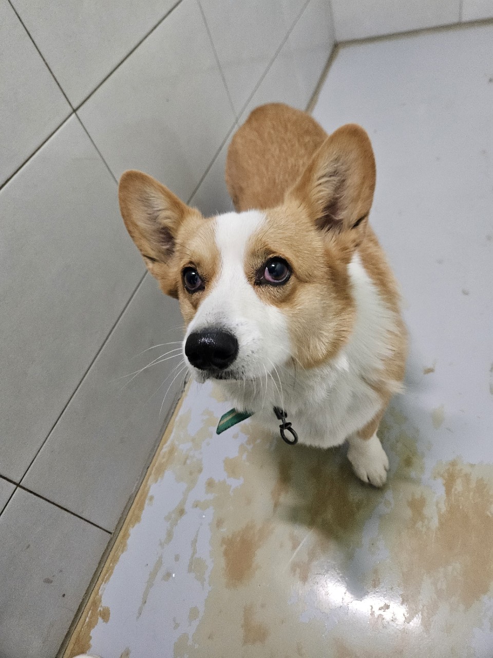 아산동물복지지원센터_444452202402487