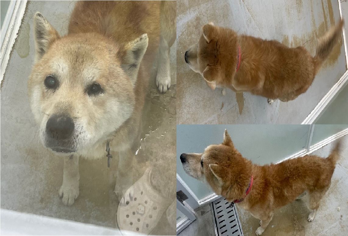 서산시 동물보호센터_444453202401657
