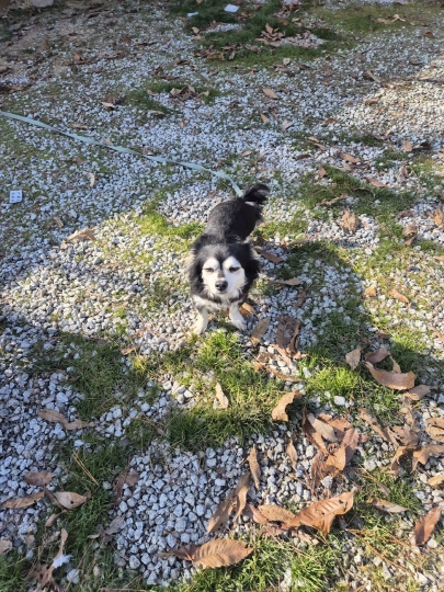 익산유기동물보호소_445468202403185