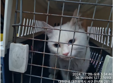 대전동물보호센터_430366202400852