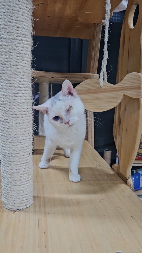 익산유기동물보호소_445468202403188