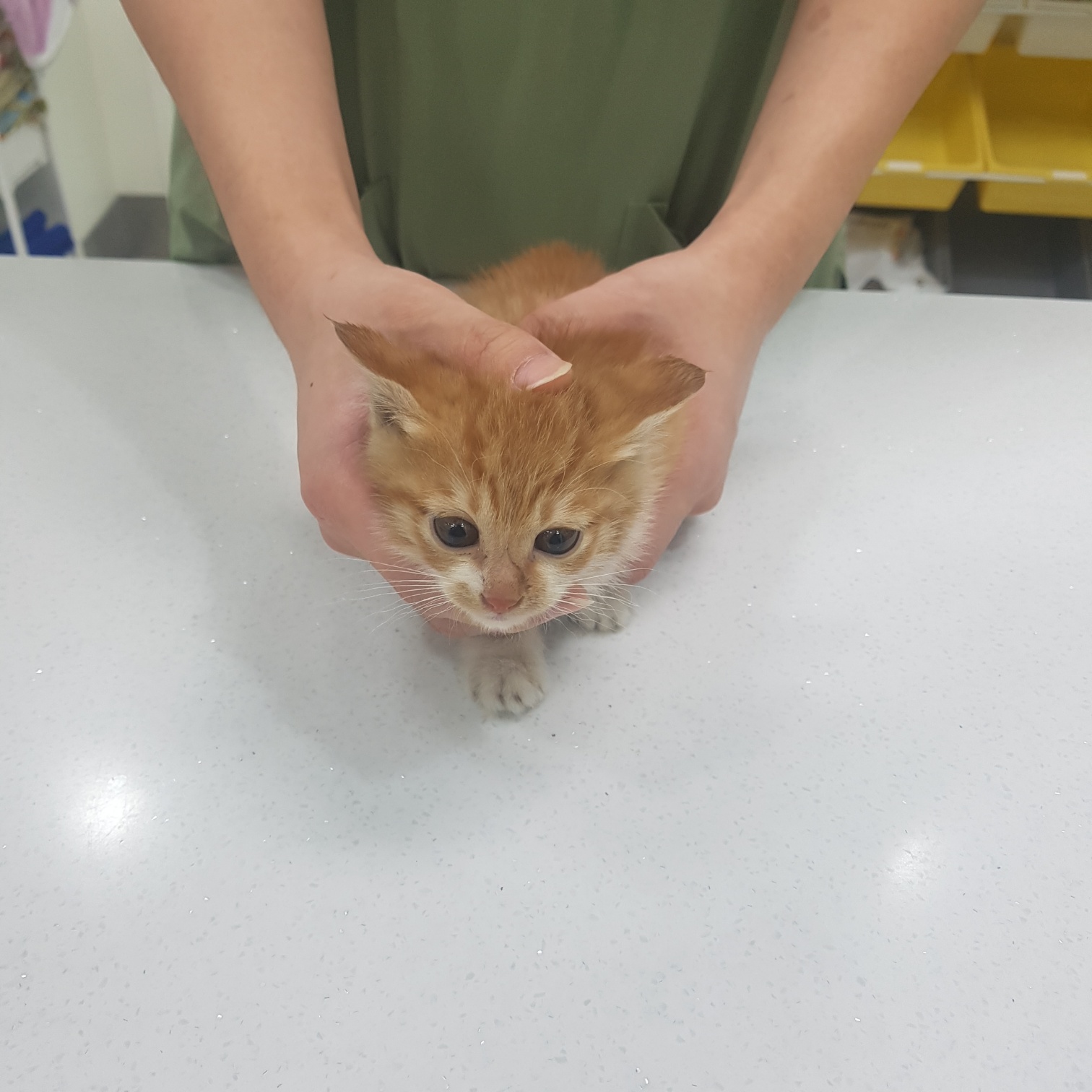 링크늘푸른동물병원_445464202403748