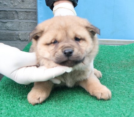 제주 동물보호센터_450650202403778