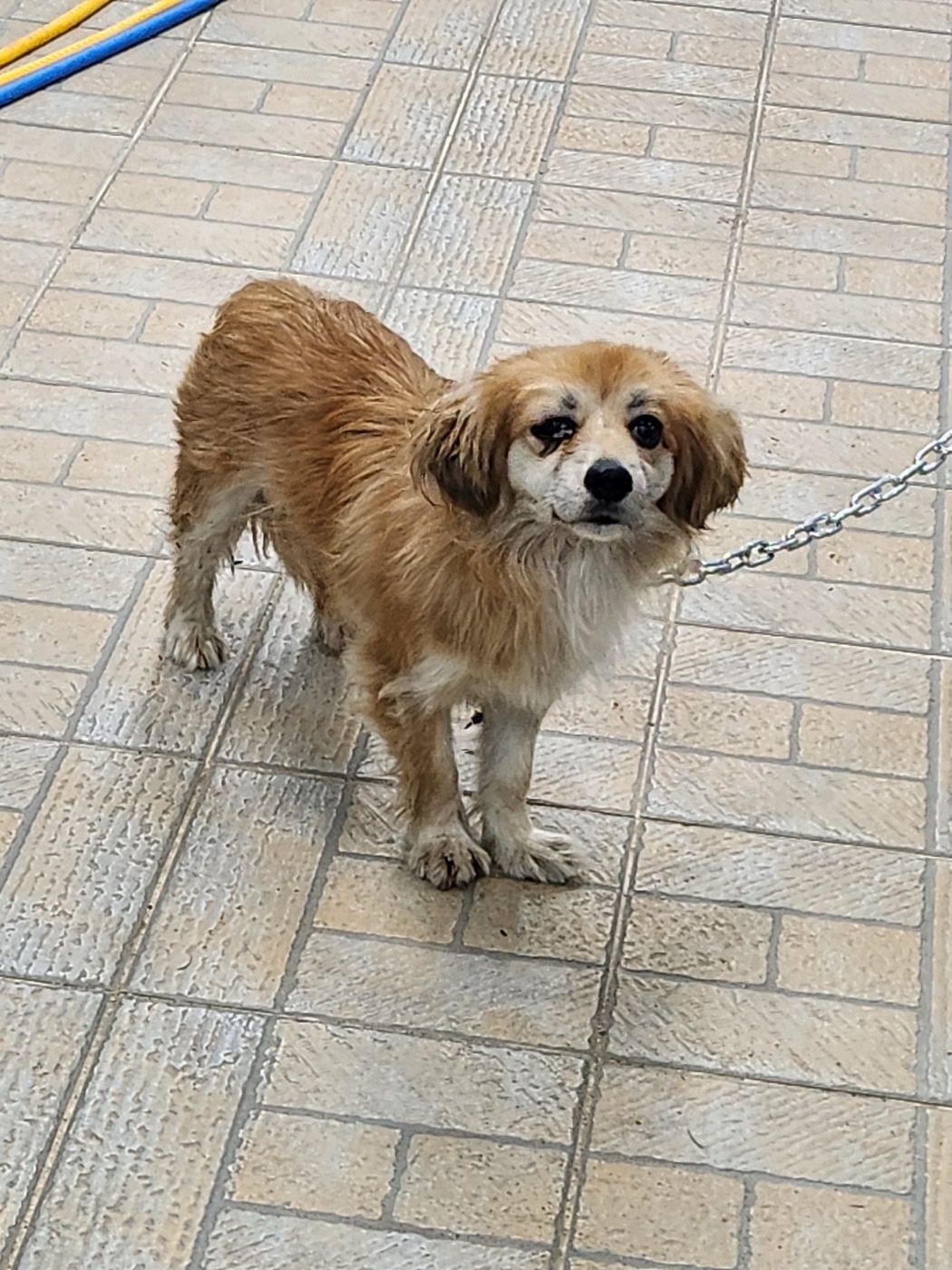 영주시 동물보호센터_447509202400373