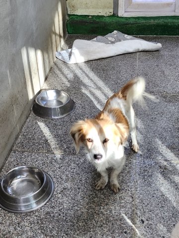 영주시 동물보호센터_447509202400374