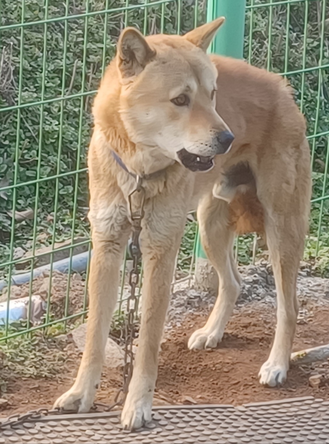 보성유기동물보호센터_446489202400300