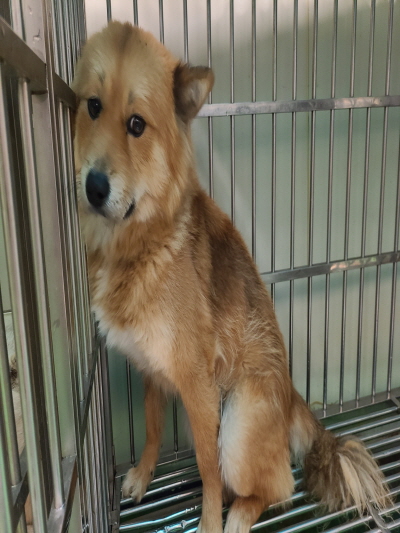 보호중 믹스견의 가…