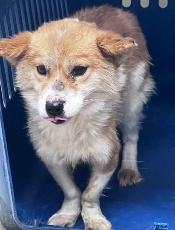 보호중 믹스견의 가…