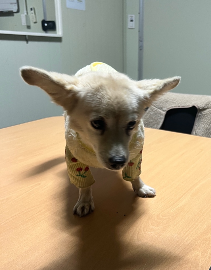 부산동물보호센터_426328202400463