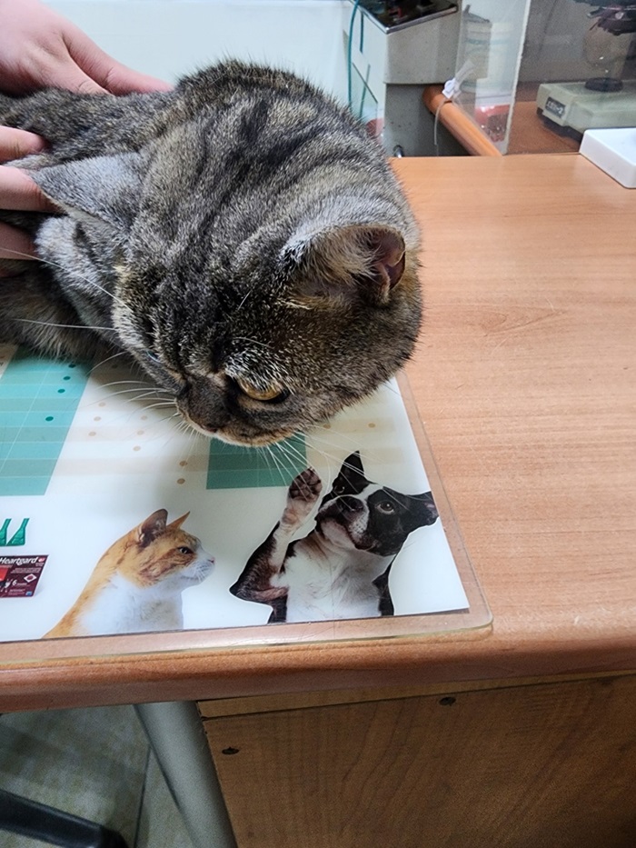 종료(입양) 먼치킨…