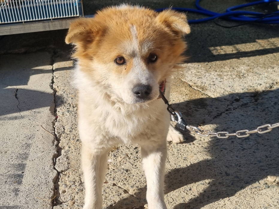 종료(반환) 믹스견…