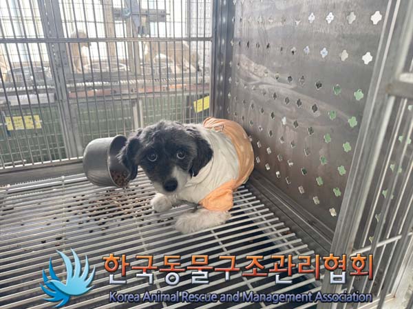 한국동물구조관리협회_441560202401472