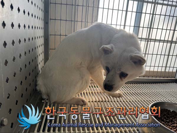 한국동물구조관리협회_441409202402033