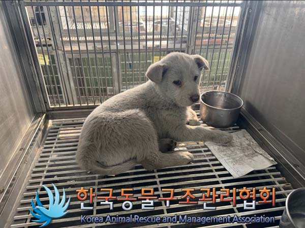 한국동물구조관리협회_441560202401474