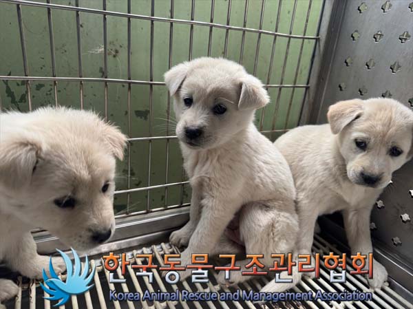 한국동물구조관리협회_441409202402037