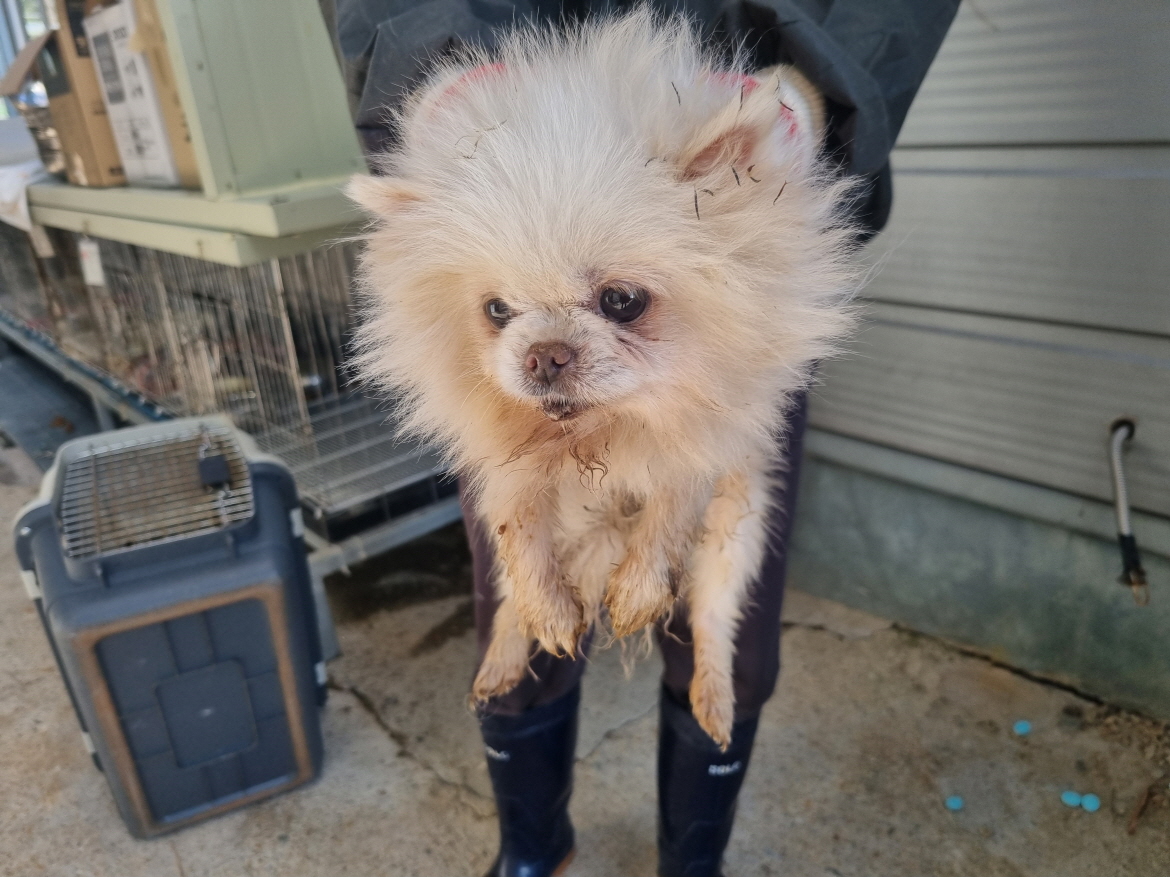 양산시 동물보호센터_448538202400851