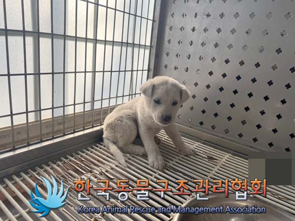 한국동물구조관리협회_441409202402035