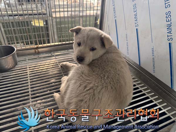 한국동물구조관리협회_441560202401475