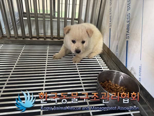 종료(안락사) 믹스…