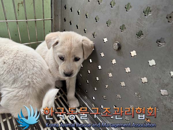 한국동물구조관리협회_441409202402036