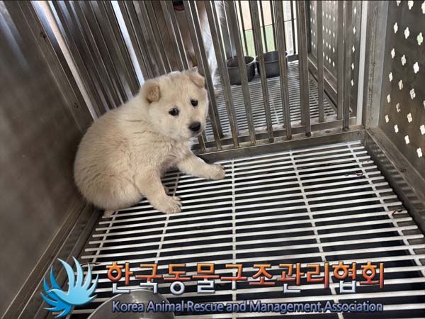 종료(안락사) 믹스…